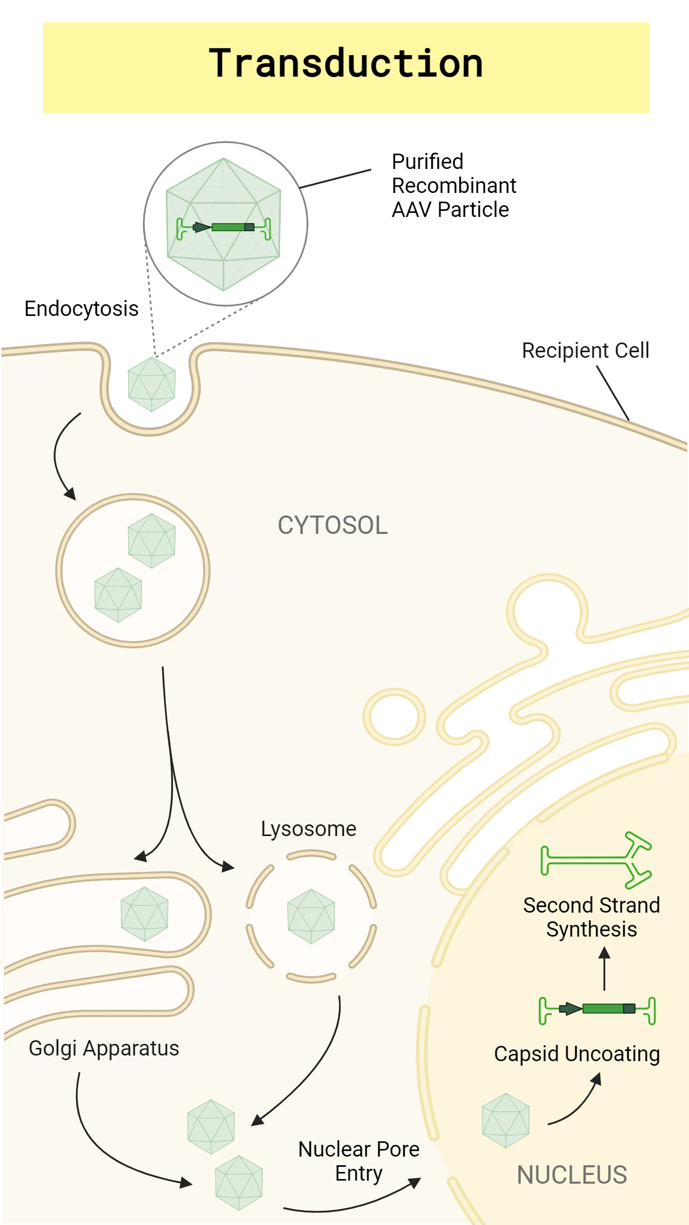 Scientific figure illustrating the transduction pathway of AAV (adeno-associated virus) into a eukaryotic cell as a means of genetic information transfer.