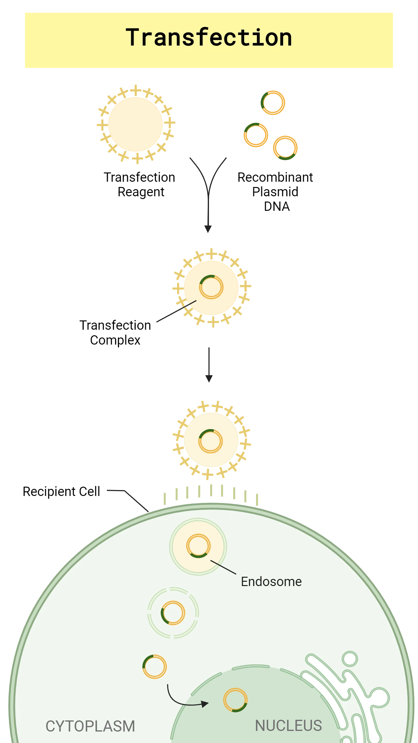 Scientific figure illustrating a general workflow for recombinant plasmid transfection into competent mammalian cells using a chemical transfection reagent. Details below