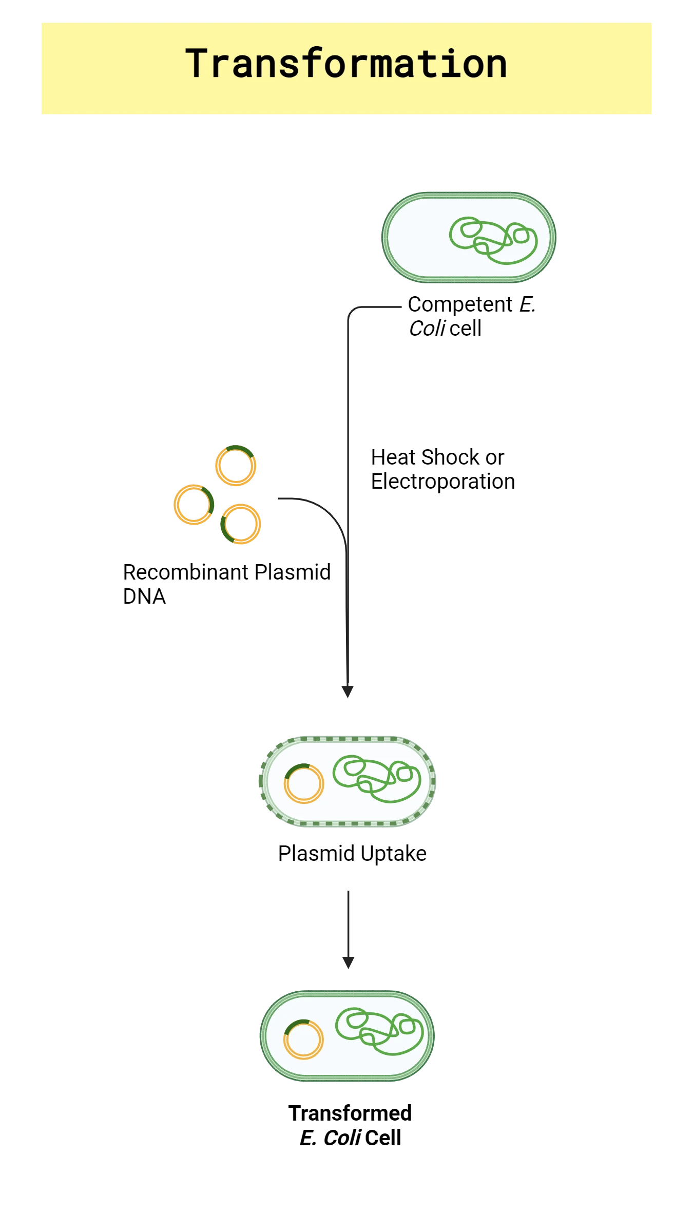 Scientific figure illustrating a general workflow for recombinant plasmid transformation into competent <i>E. coli</i> bacteria.