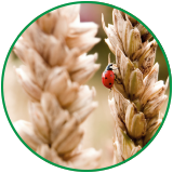 Ladybug on wheat