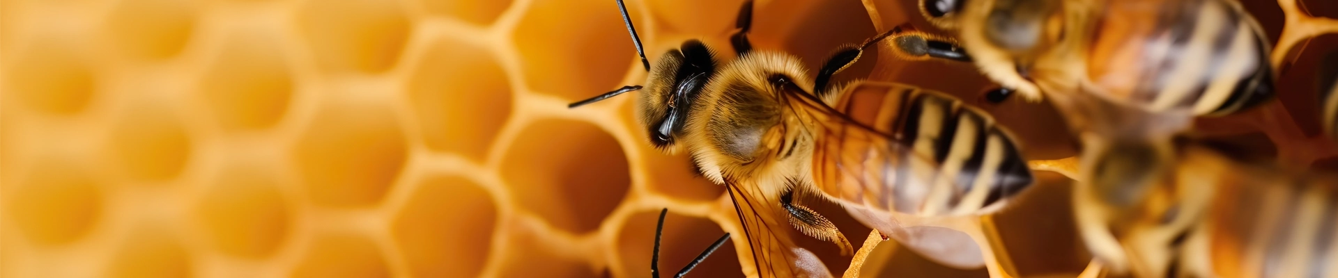 Close up showing working bees on honeycombs filled with honey