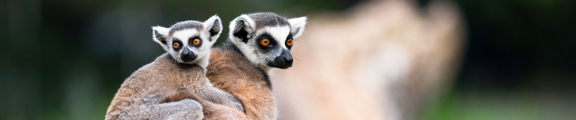 Banner image featuring two lemurs