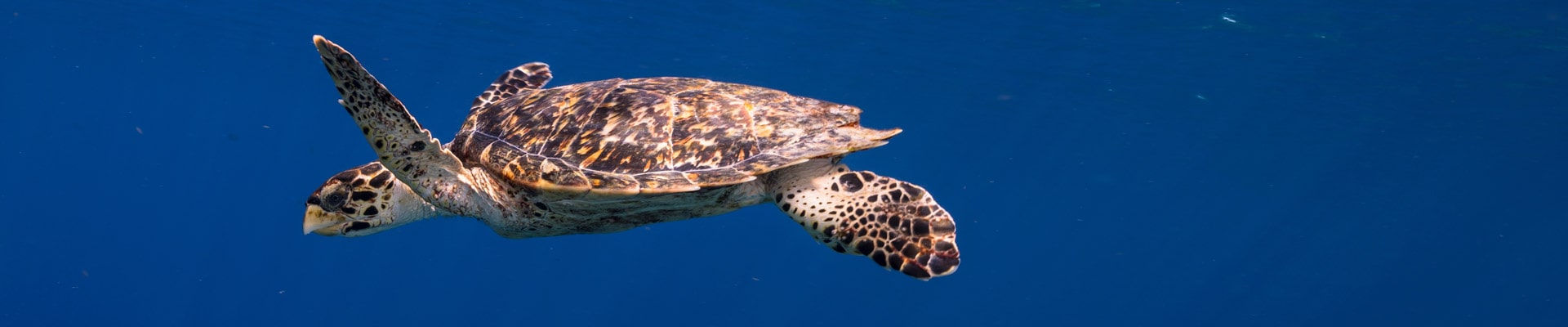 Banner image featuring sea turtle