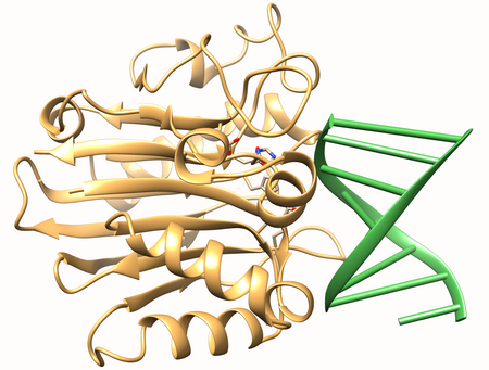 Candida albicans found in the gut, mouth & vaginal mucosa, can become pathogenic. Zymolyase Ultra lyses C. albicans in <10 min.