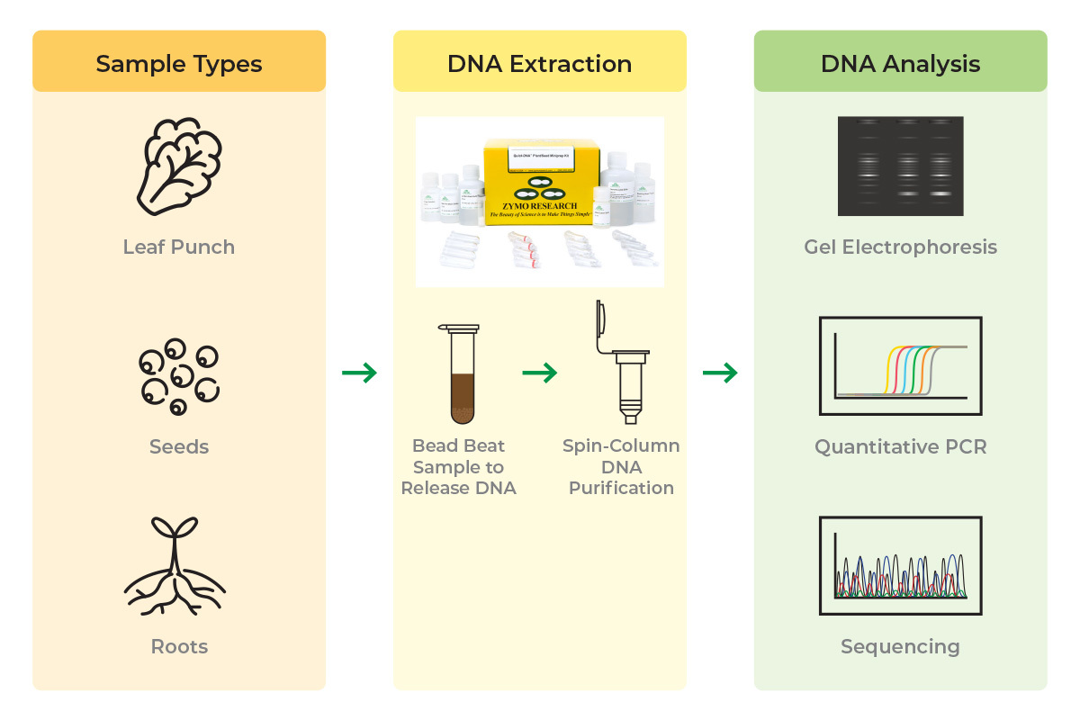 DNA purification workflow