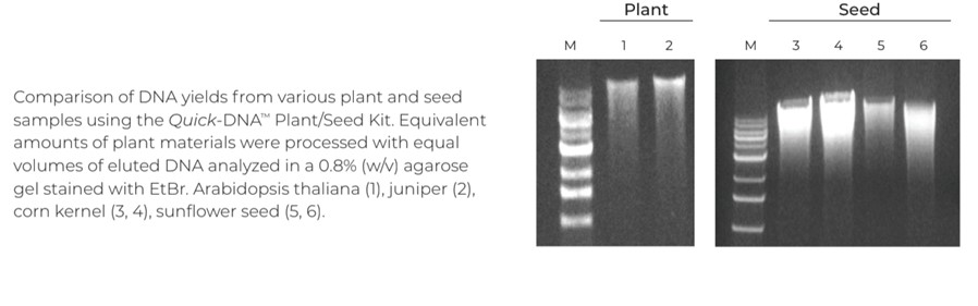 使用快速DNA植物/种子试剂盒比较不同植物和种子样品的DNA产量