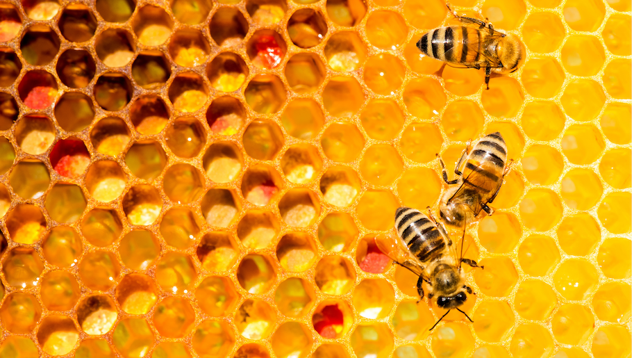 Bees making honey