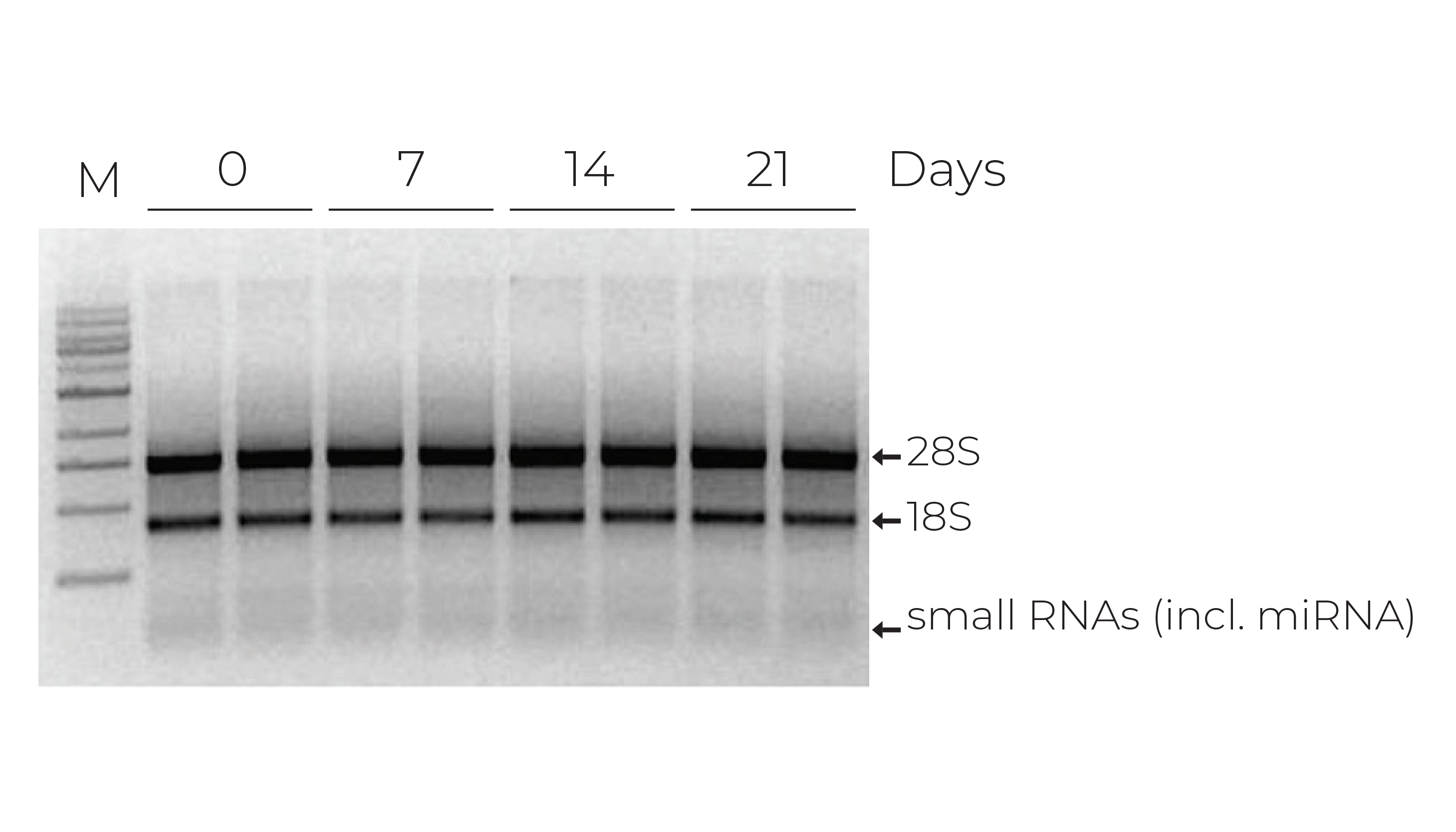 冻结的血液RNA