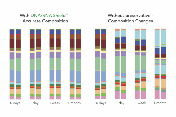 准确的成分——DNA, RNA的盾牌