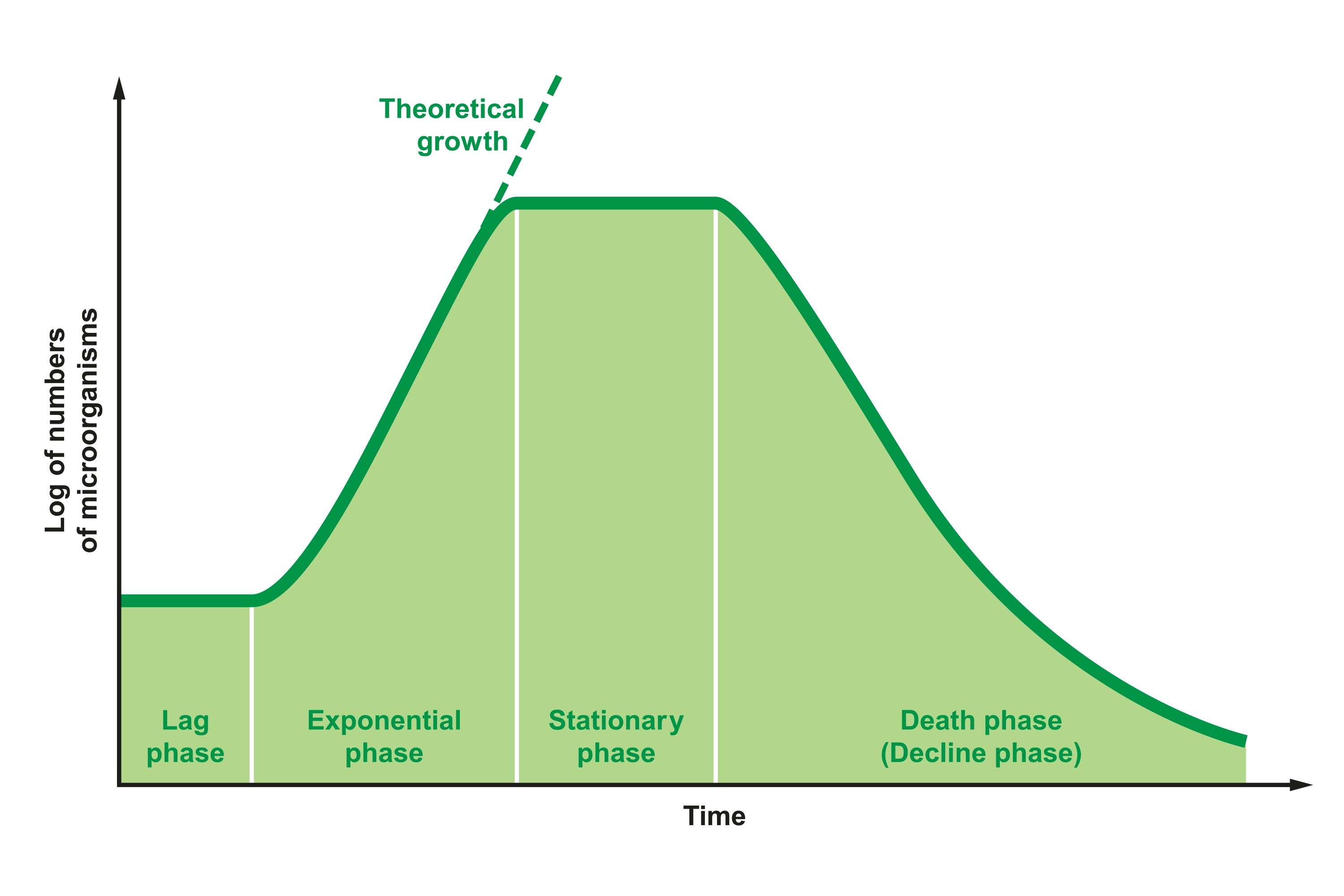 Phases of bacteria culture growth in liquid media with microbial growth curve that demonstrates best phase for plasmid prep.