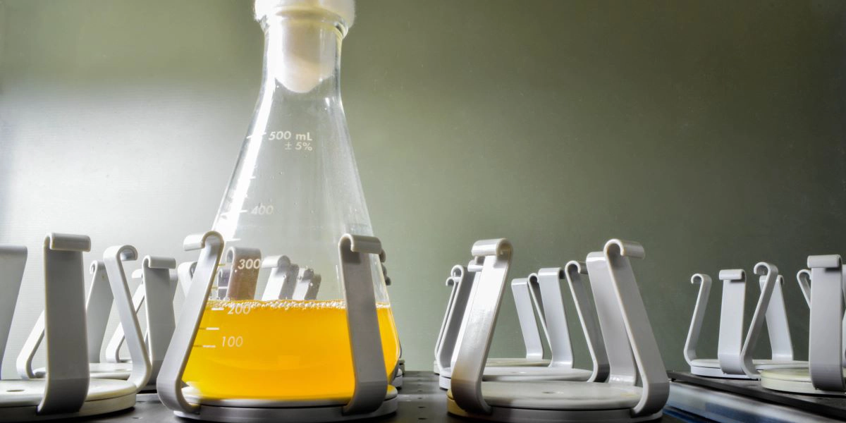 A bacterial or E. coli culture being grown in liquid growth media in a large flask on a shaker. The bacteria is being grown for plasmid preparation.