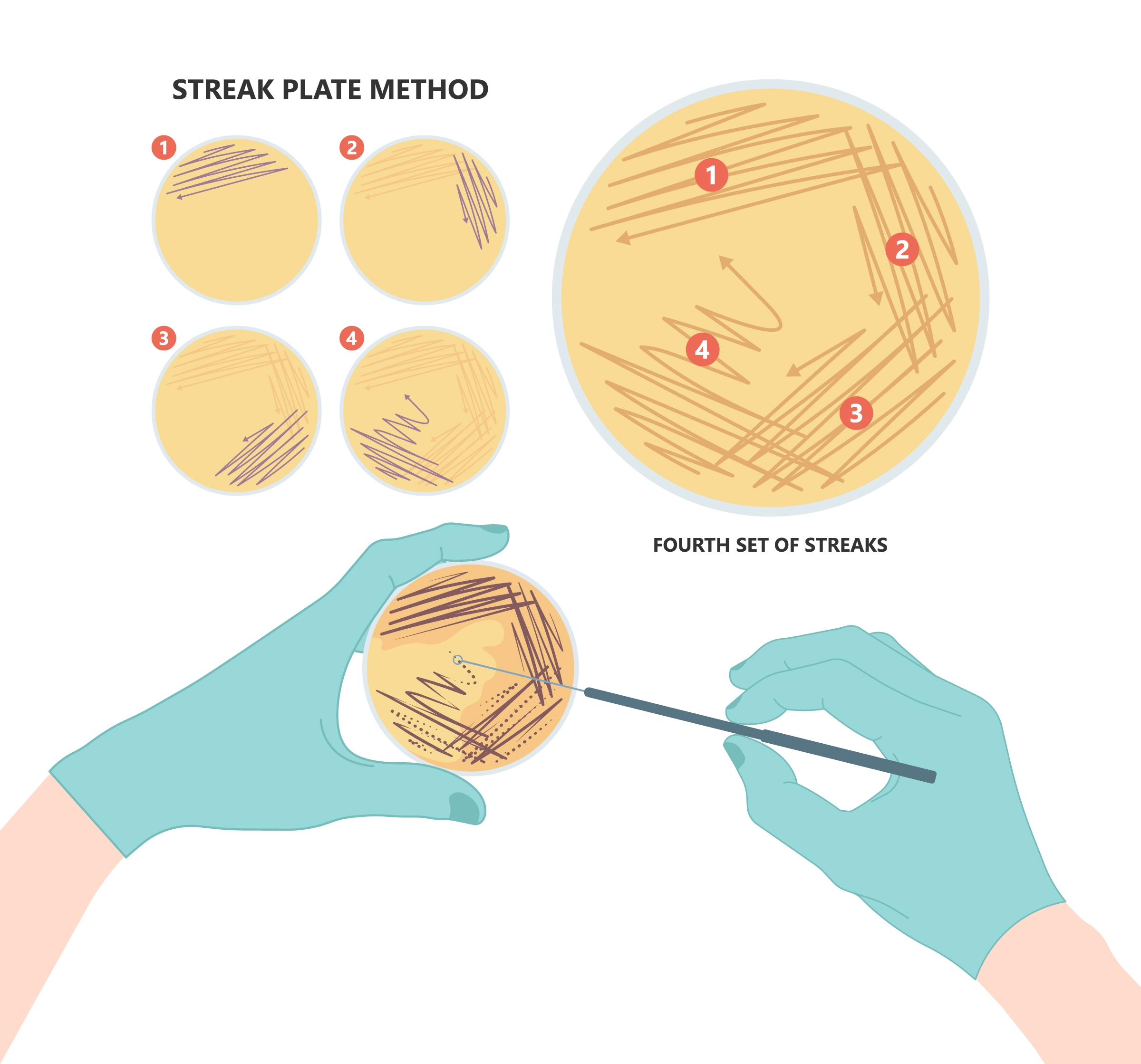 Proper bacterial culture streaking technique to sterilely select a single bacteria colony for plasmid prep.