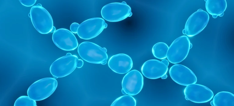 Microscopic view of yeast cells under a blue background.