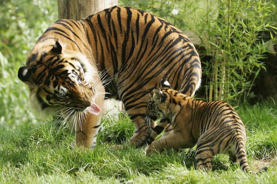 Tiger Playing with its Cub