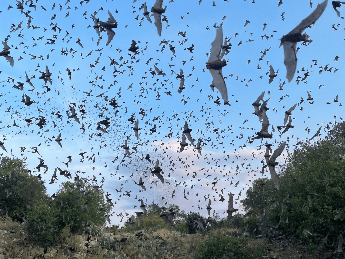 Zymo Research | Into the Dark: Exploring the Hidden World of Bat Migration