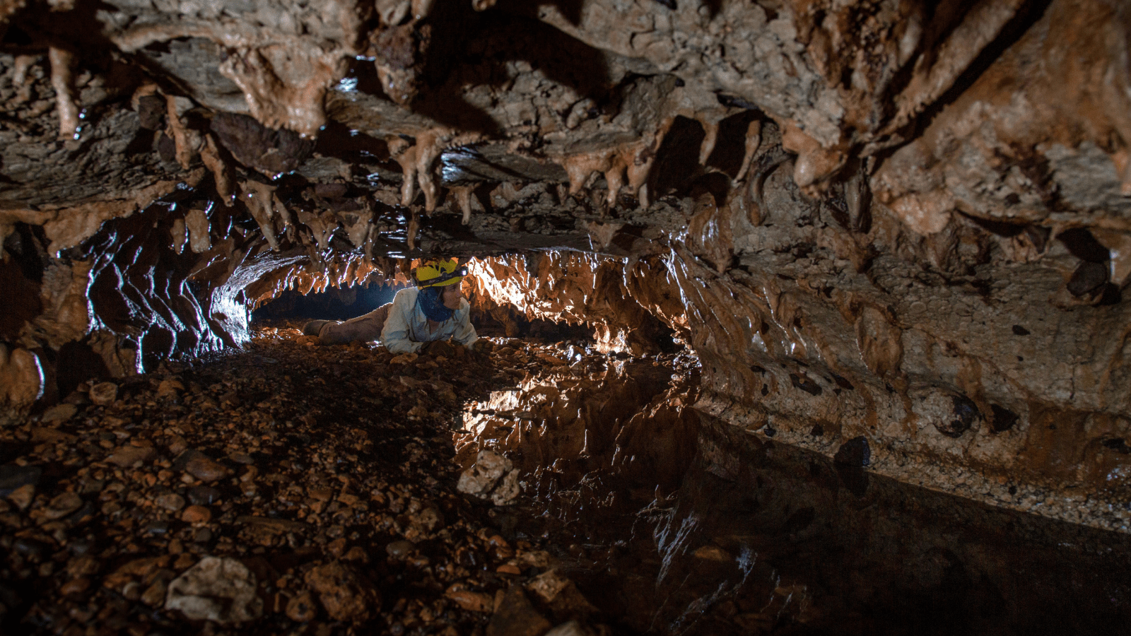 Zymo Research | Into the Dark: Exploring the Hidden World of Bat Migration