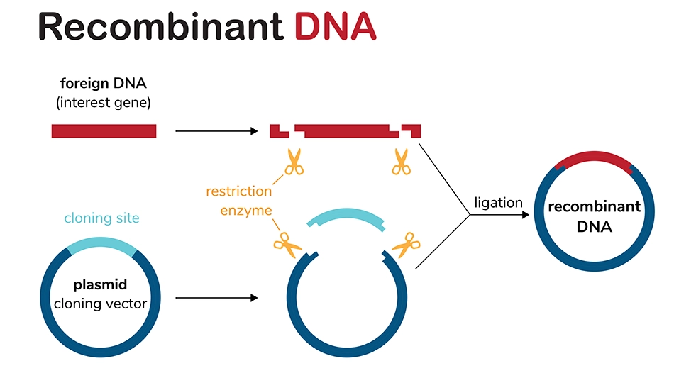 Cloning workflow for how recombinant plasmid DNA is created using plasmid DNA, foreign DNA, and restriction enzyme digestion.