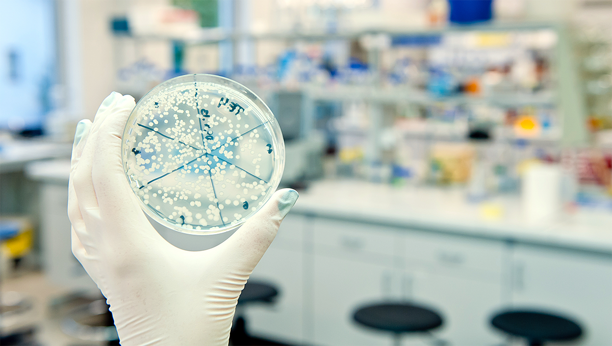 A culture plate commonly used for cultivating cells following plasmid transformation experiments in a laboratory setting