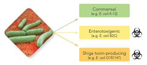 Shotgun metagenomics