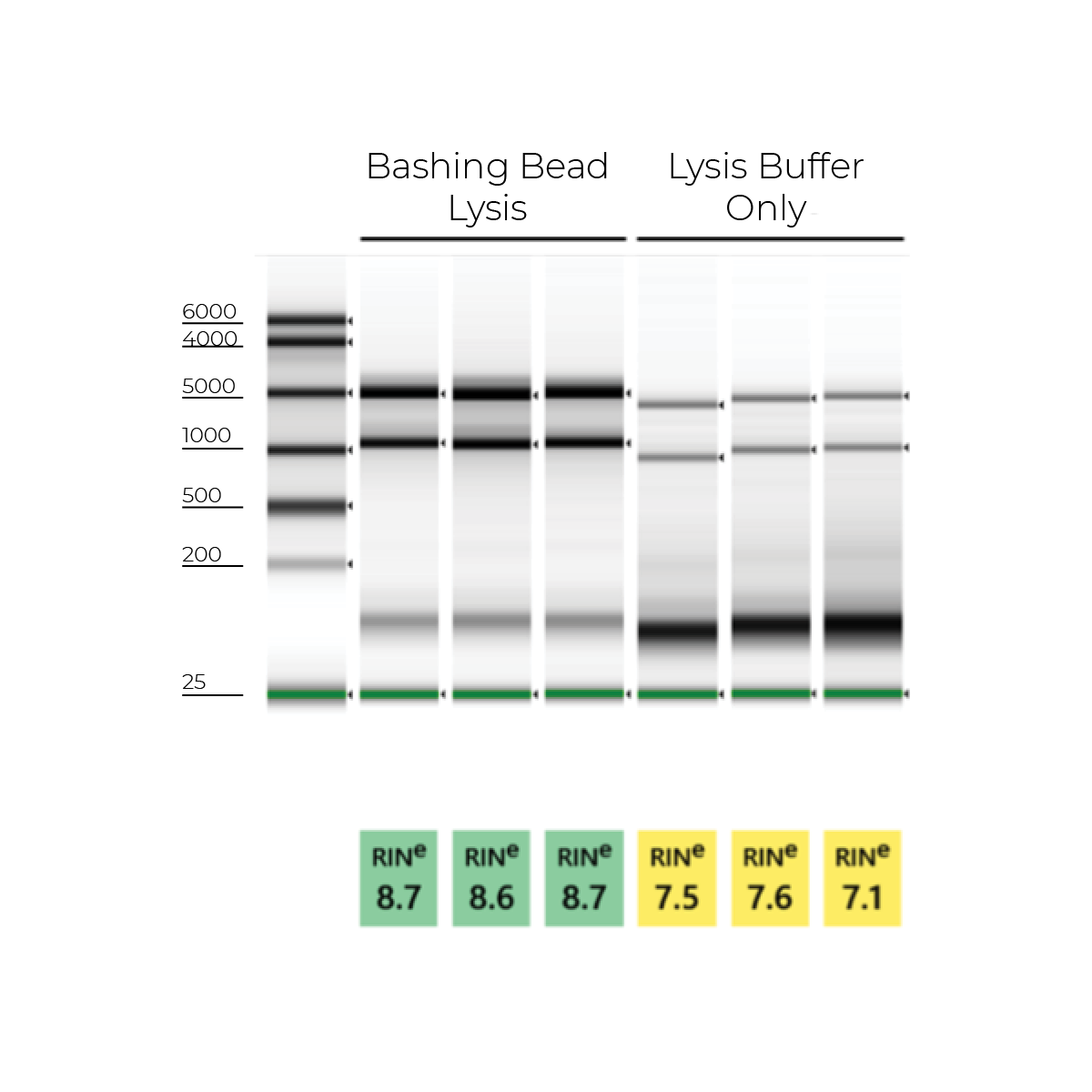 Agarose Gel Electrophoresis analysis of RNA