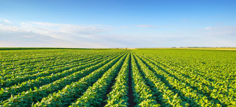 A field of plants