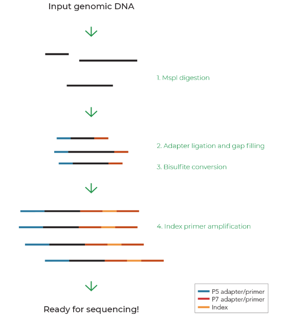 Reduced Representation Bisulfite Sequencing (RRBS) analysis is an NGS technology to study the DNA methylation pattern.