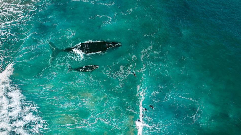 Mother Whale and her calf swimming