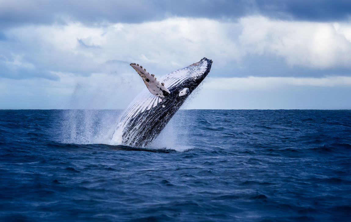 Whale splashing water in the ocean