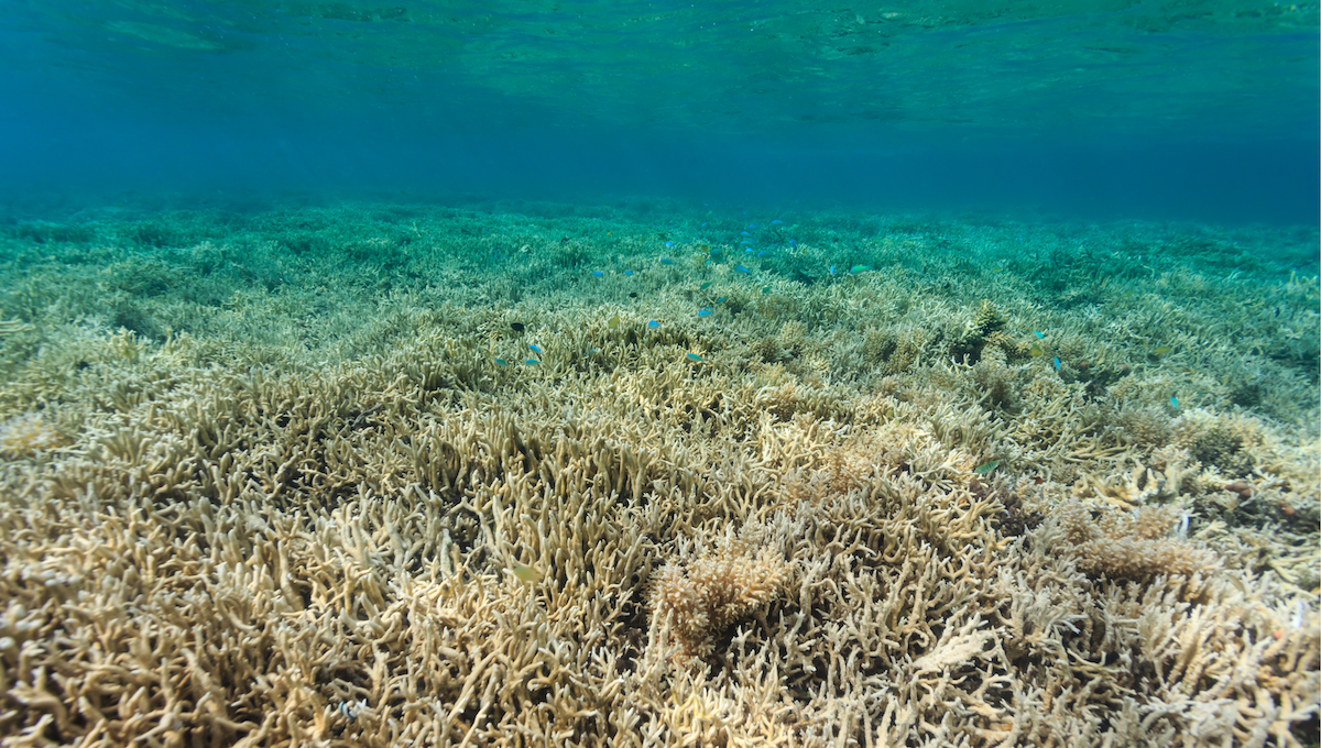 how to extract DNA & RNA from coral