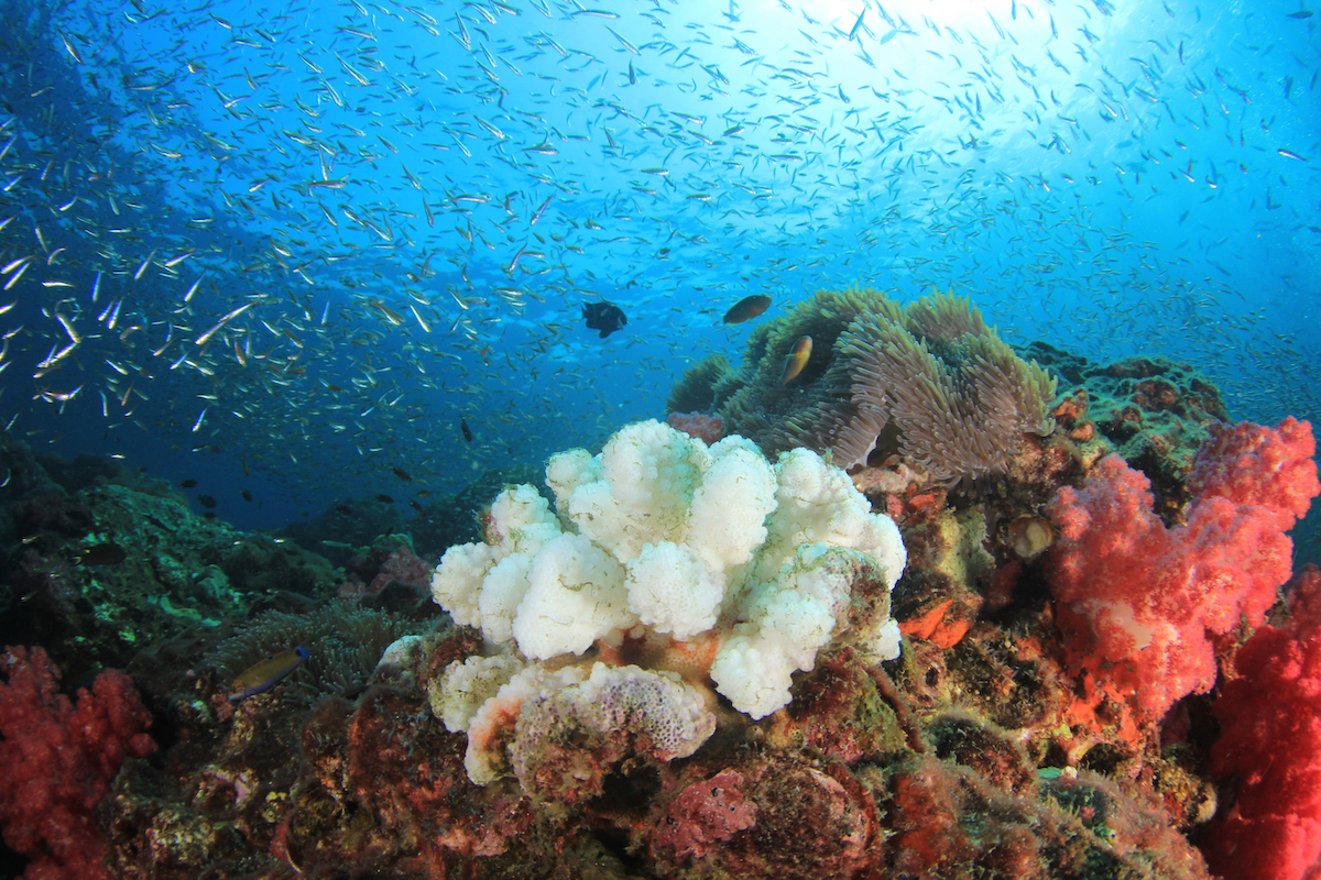 White Coral with fishes