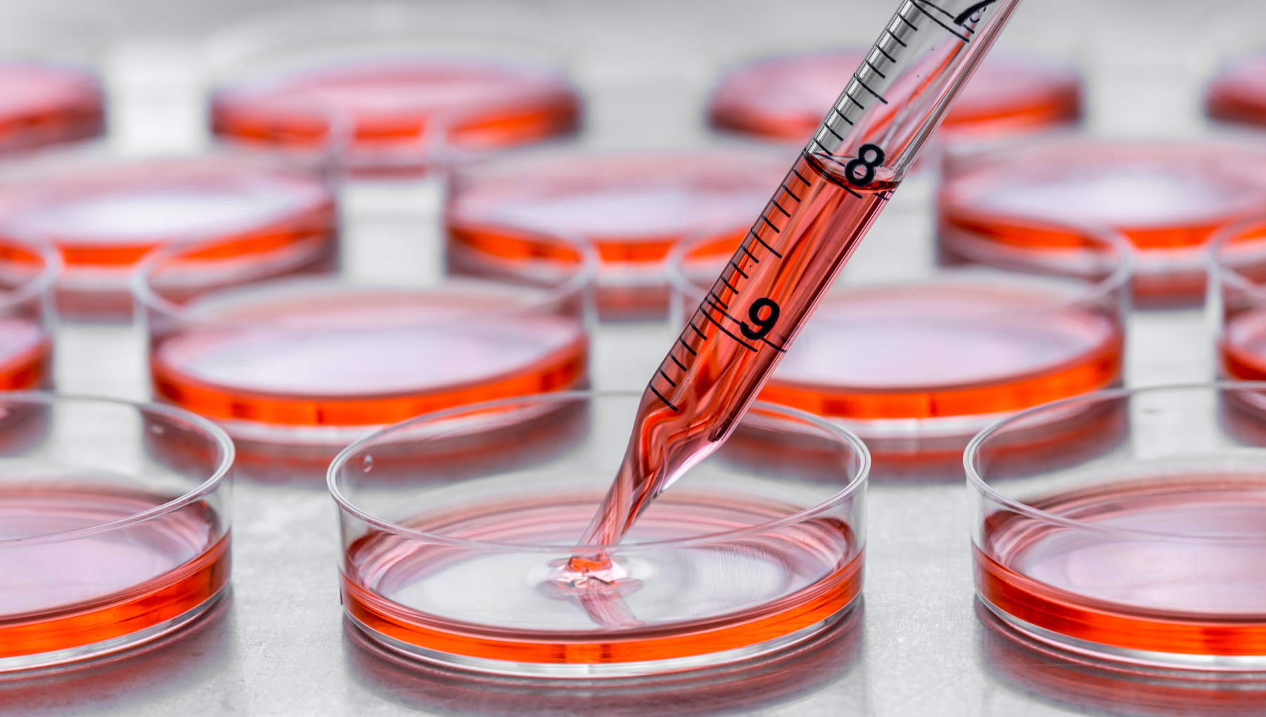 Petri dishes