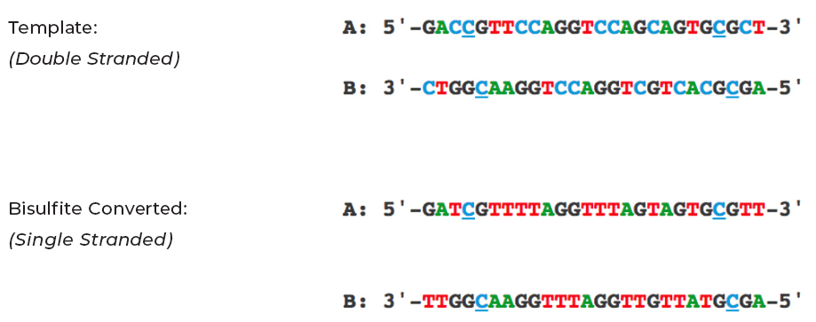 All unmethylated cytosines in a DNA sequence are converted to uracil during bisulfite conversion and then amplified as thymine during bisulfite PCR. In contrast, methylated cytosines are left untouched by the bisulfite conversion process and continue to be amplified as cytosine during bisulfite PCR.