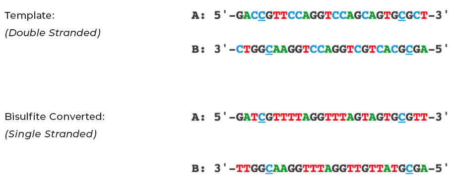 dna primers