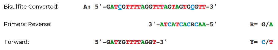 When designing primers for bisulfite PCR, it is best to avoid CpG sites within the primer sequence as these cytosines may or may not be methylated. If a CpG site cannot be avoided within the primer, locate it at the 5’ end of the primer and include a degenerate base (Y/R) in the place of the cytosine (for forward primers) or complementary to the cytosine (for reverse primers). 