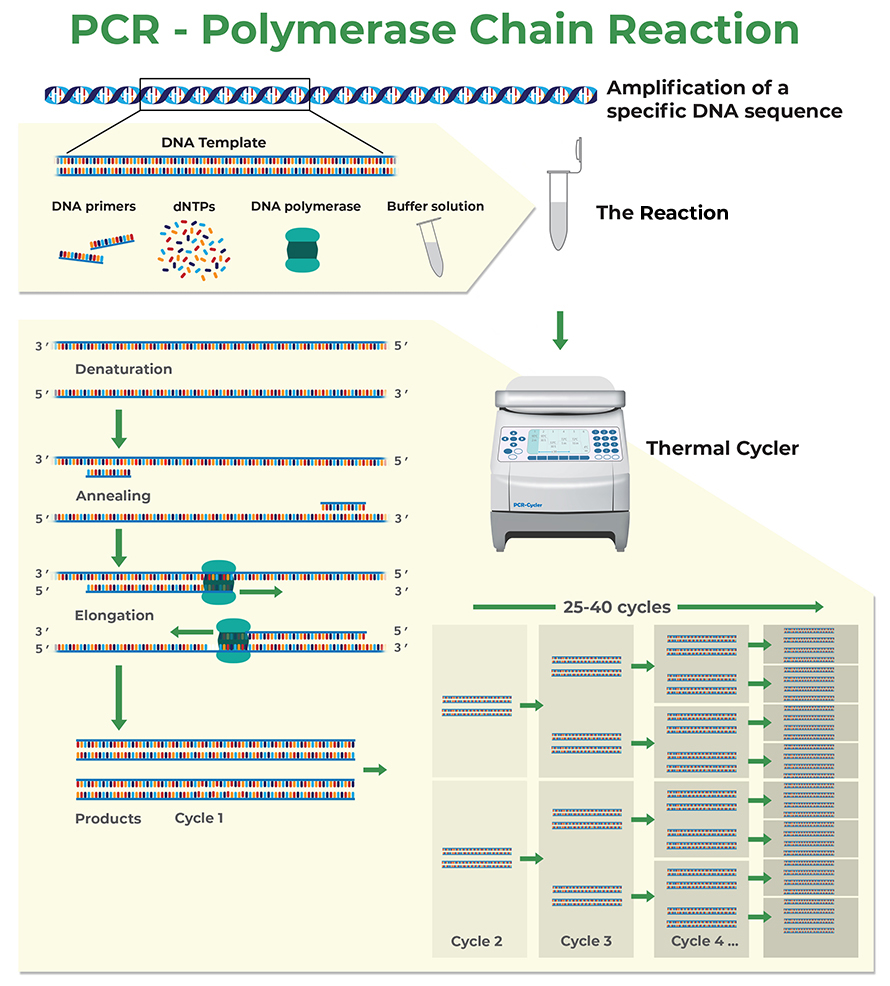 Polymerase chain reaction (PCR) consists of many heating and cooling cycles that allow the denaturation of double stranded DNA, annealing of oligonucleotide primers, and elongation of new complementary strands by DNA polymerase. The copy number of the amplicon increases exponentially with each PCR cycle.