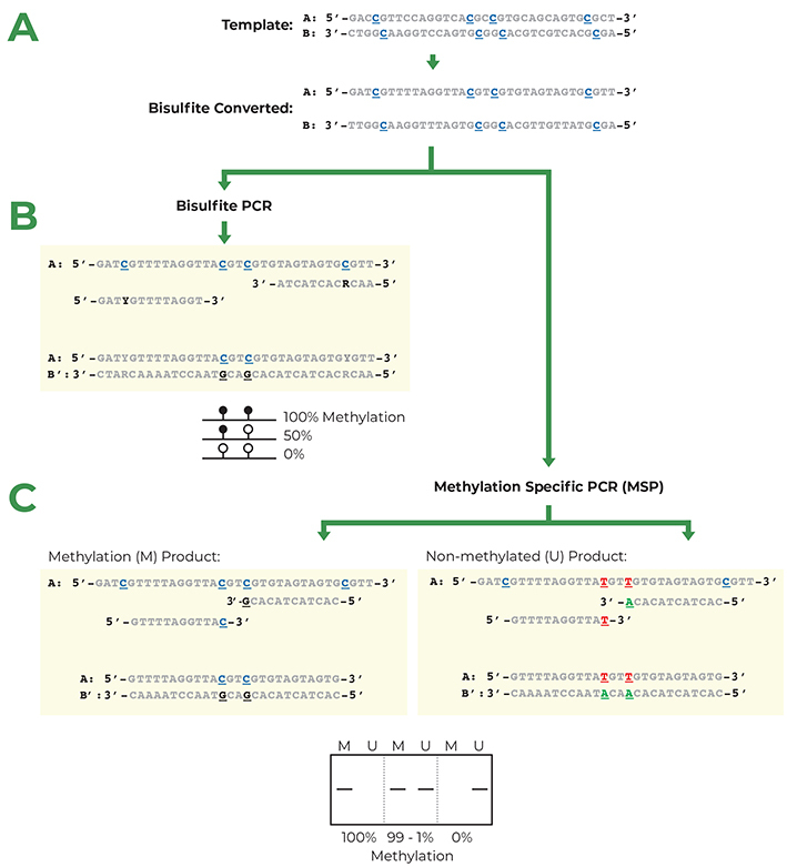 Flowchart of primer design for bisulfite PCR and Methylation Specific PCR (MSP).