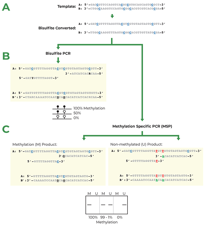 qPCR Primer Design Techniques You Need to Know – Creatiwise