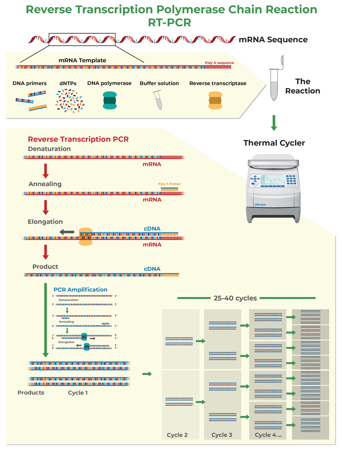 RT-qPCR begins with a reverse transcription step that converts mRNA to cDNA using a reverse transcriptase enzyme. After the mRNA is converted to cDNA, the PCR reaction proceeds with cycles of denaturation, annealing, and extension to amplify the target region.