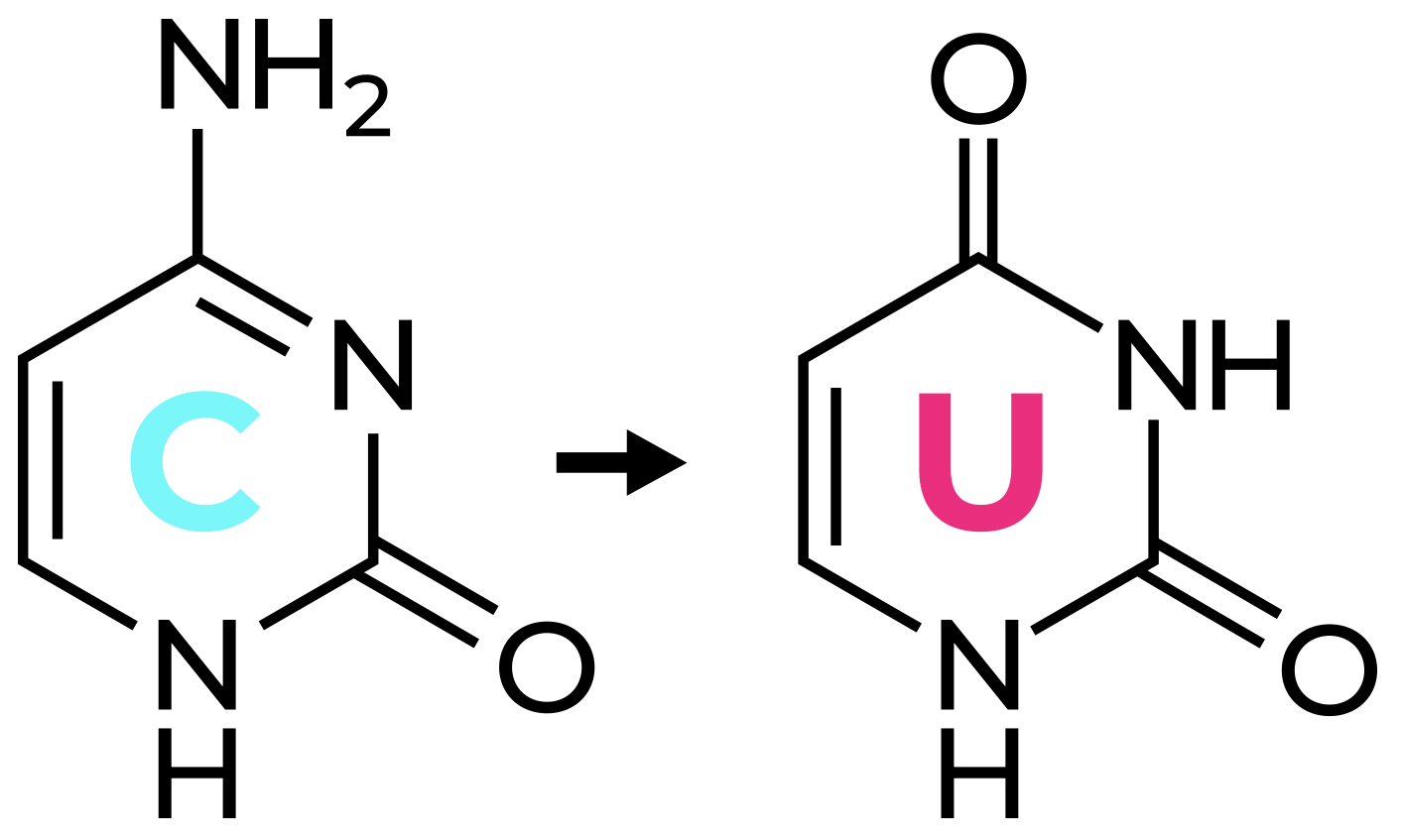 Treatment with sodium bisulfite converts cytosine to uracil.