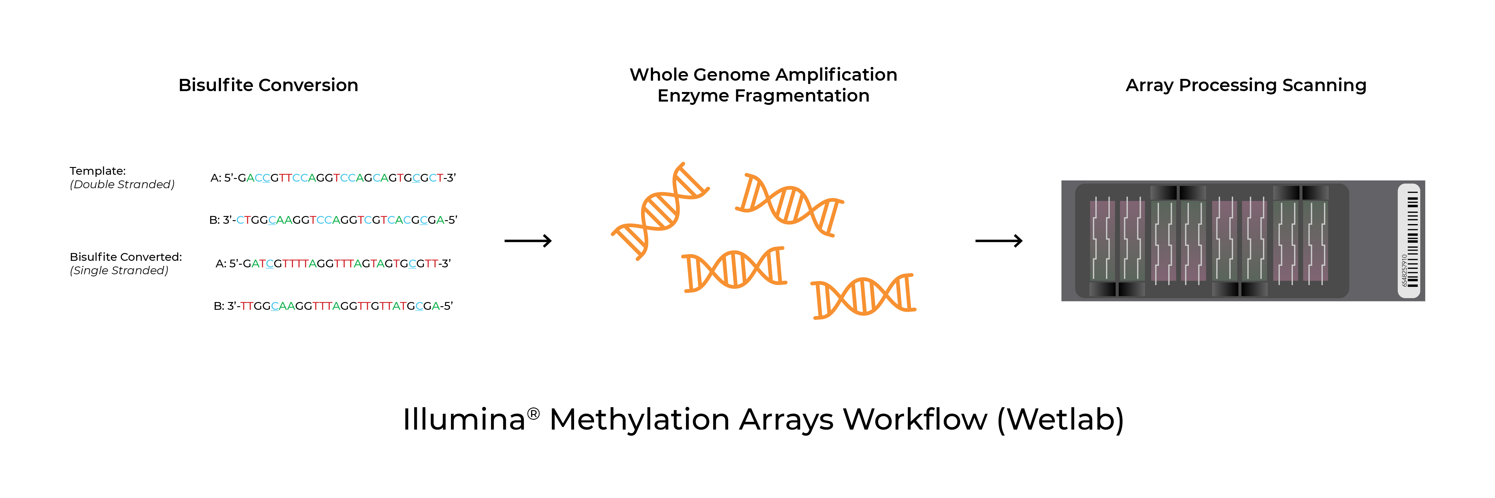 Illumina Methlyation Arrays Workflow (Wetlab)