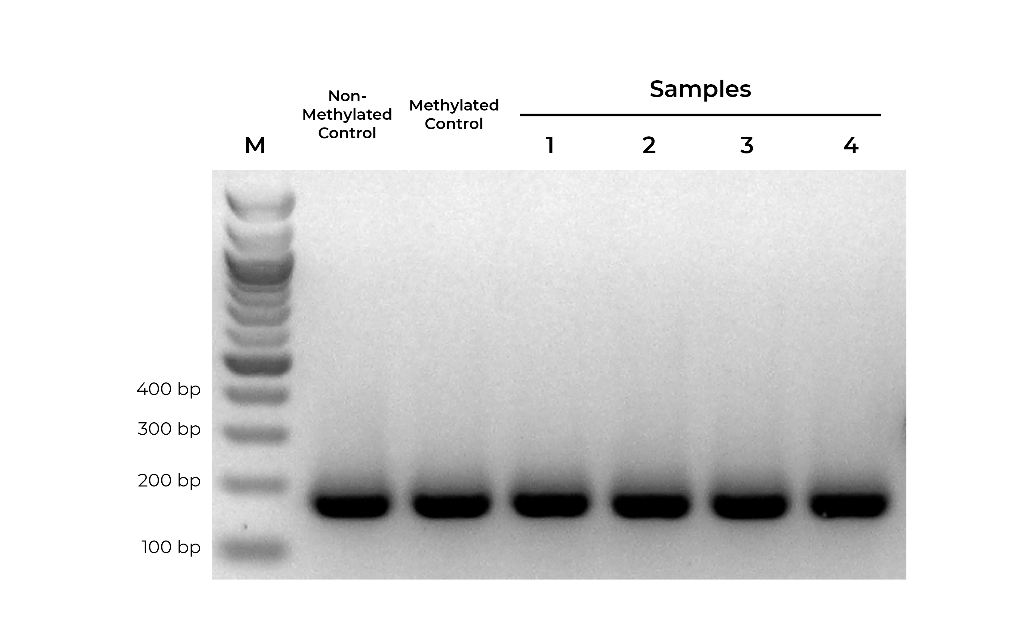 pcr testing