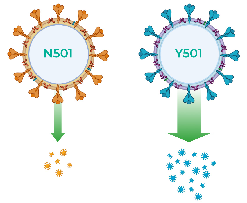 variant strain of SARS-CoV-2