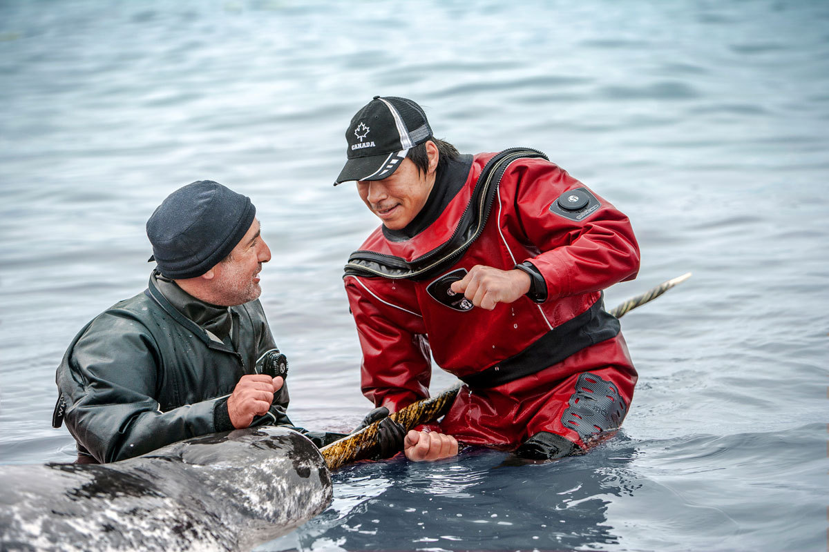 Dr. Martin Nweeia and Team Examine a Narwhal's Tusk, Photograph by Courtney Watt