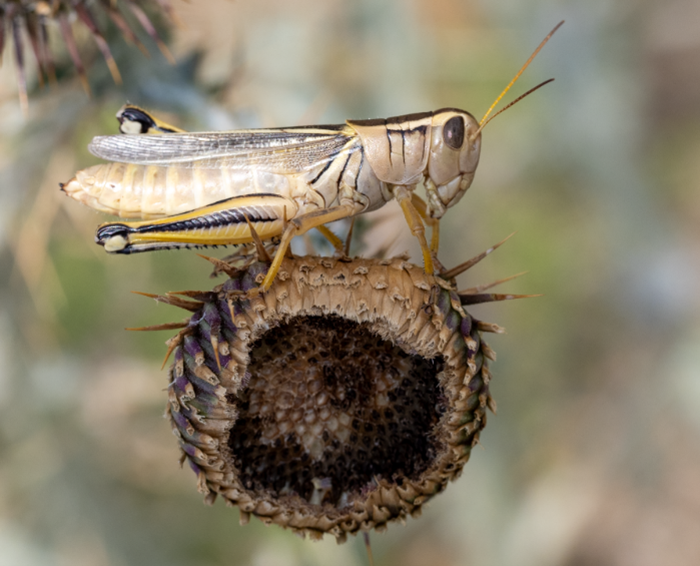 A grasshopper on a thistle