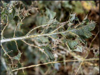 A thistle leaf skeletonized by grasshoppers