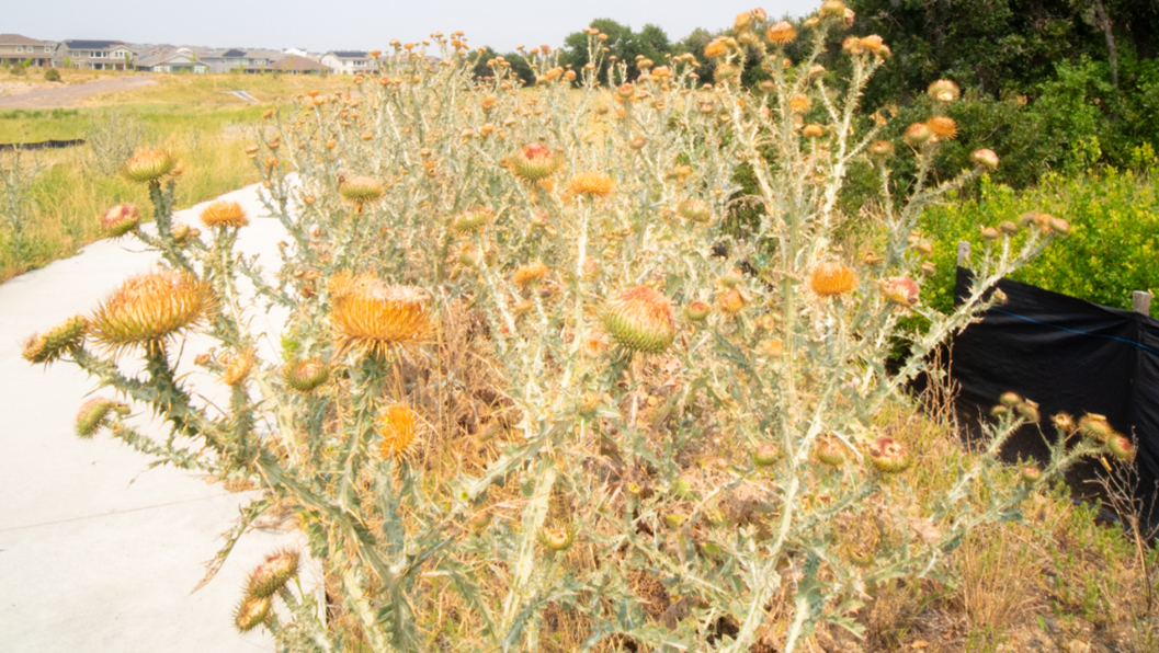 A field of thistles