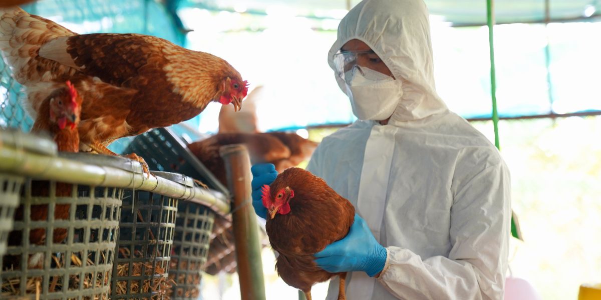 A person in a white suit holding a chicken .