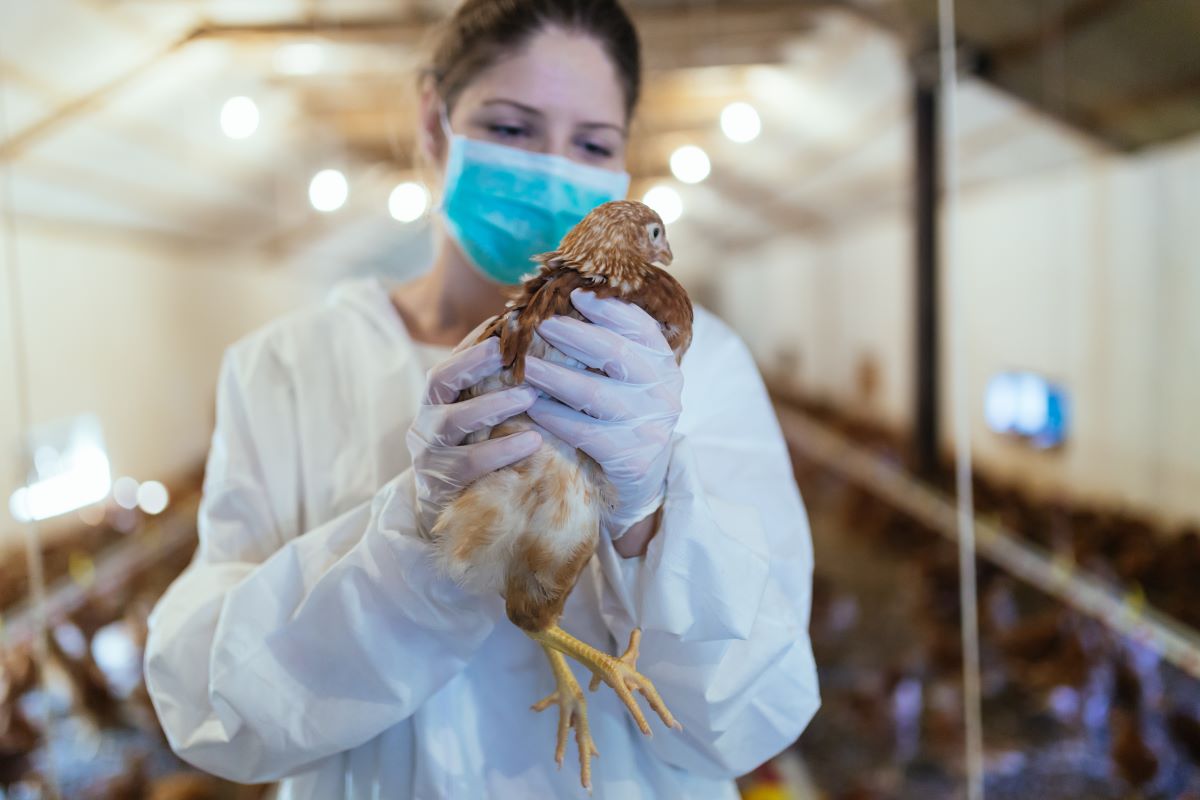 veterinarian testing/vaccinating poultry