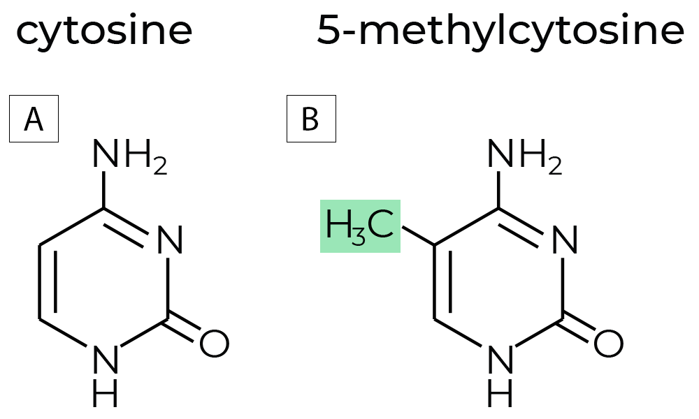 A diagram of cytosine and 5-methylcytosine