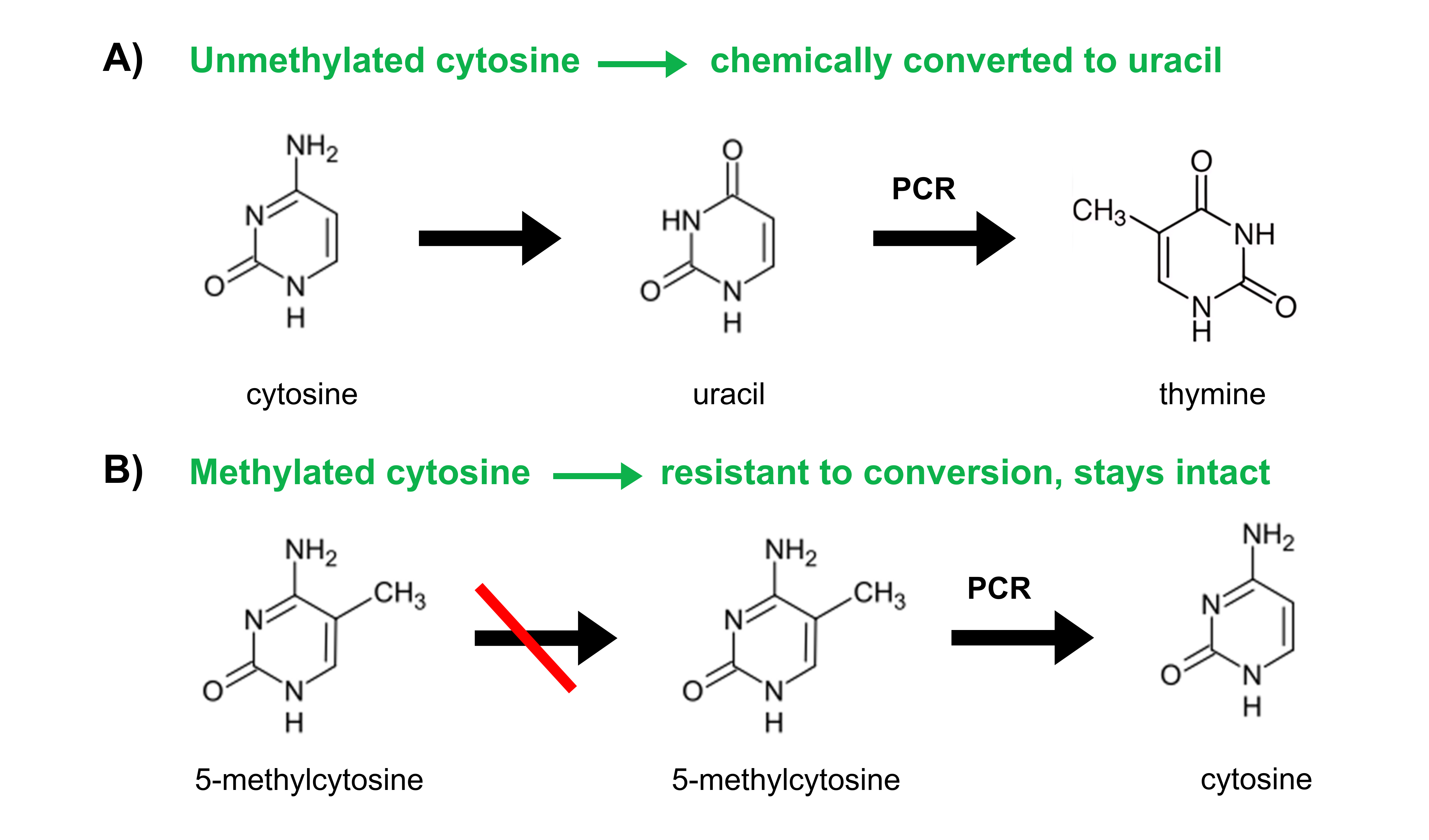 A diagram of molecules